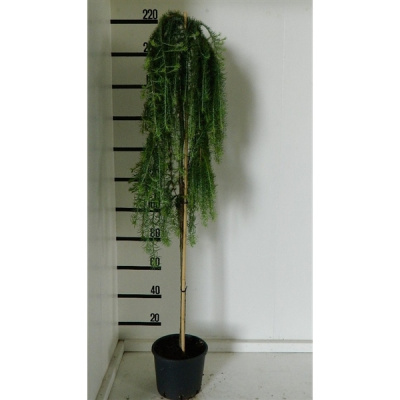 Лиственница японская (Larix kaempferi Stiff Weeping) на штамбе 180см