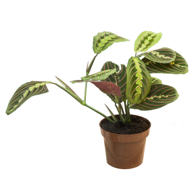 Маранта Maranta Fascinator