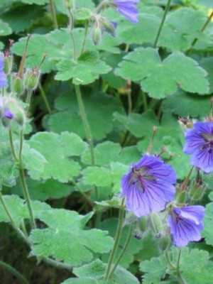 Герань тёмная Geranium phaeum 
