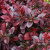 Барбарис Тунберга Atropurpurea Nana