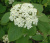 Viburnum lantana