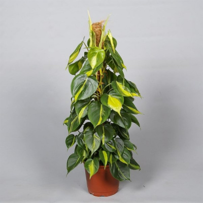 Филодендрон Philodendron Scandens
