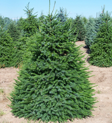 Ель сербская (Picea omorica 'Nana') Н-4м,В-3м