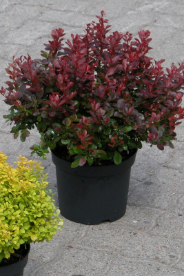 Барбарис Тунберга Atropurpurea Nana (C2 30-40) Н-0.5м В-0.8м