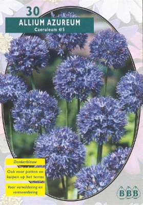 Алиум Allium Caeruleum Azureum per 30
