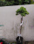 Можжевельник лежачий Нана (Juniperus procumbens 'Nana')
