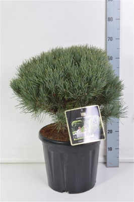 Сосна обыкновенная Ватерери (Pinus sylvestris Watereri Н-4м В-4м) 50см RB