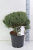 Сосна обыкновенная Ватерери (Pinus sylvestris Watereri Н-4м В-4м) 50см RB