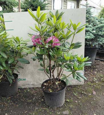 Рододендрон гибридный ( Rhododendron hybrida Helsinki University)