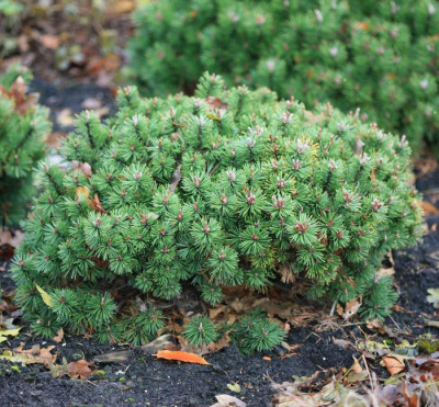Сосна горная (Pinus mugo Humpy