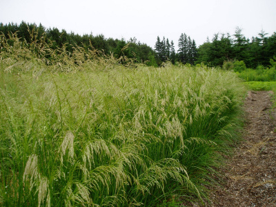 Луговик дернистый Щучка (Deschampsia cespitosa `Bronzeschleier`)