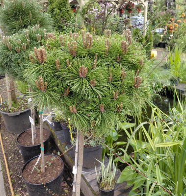 Сосна густоцветковая Лов Глоу (Pinus densiflora 