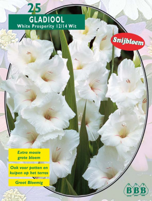 Гладиолус Gladiolus White Prosperity 12/14 per 25