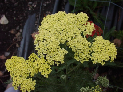Тысячелистник птармика Achillea 'Nobles' (Н=60см)