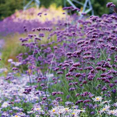 Вербена Бонарская Verbena Bonariensis