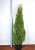 Туя западная Смарагд (Thuja occidentalis 'Smaragd') 170cm