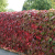 Виноград девичий (Vitis/Parthenocissus quinquefolia)