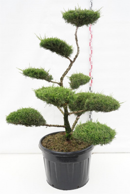 Можжевельник средний Минт Джулеп (Juniperus media 'Mint Julep') Бонсай BONSAI
