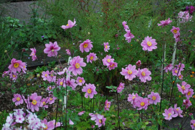 Ветреница Anemone japonica hybr 'September Charm'