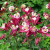 Аквилегия обыкновенная Aquilegia vulgaris Winky