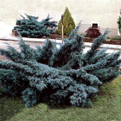 Можжевельник средний Pfitzeriana Glauca Н=2,0-3,0м В=3,0-4,0м