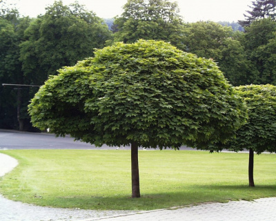 Клен остролистный (Acer platanoides Globosum PA 120)
