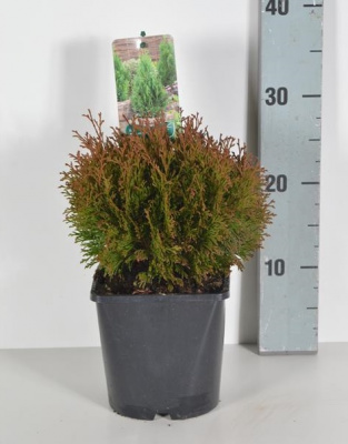 Туя западная Thuja occidentalis 'Miky'