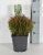 Туя западная Thuja occidentalis 'Miky'