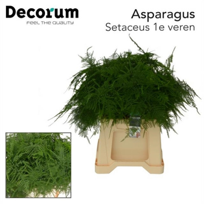 Аспарагус Сетас Asparagus Set 1e Veren