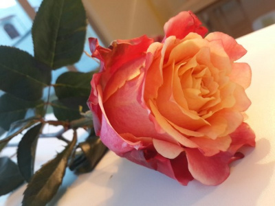 Роза 3D 60