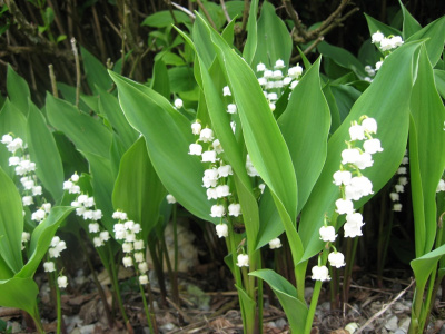 Ландыш майский Convallaria majalis (белый,V-VI,Н=20-25см)