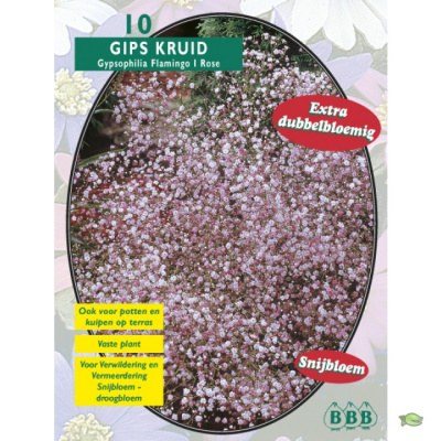 Гипсофила Gypsophila flamingo Н70см