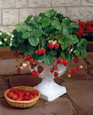 Клубника Fragaria Ananassa Ostara