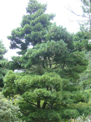 Сосна веймутова (Pinus strobus Radiata)
