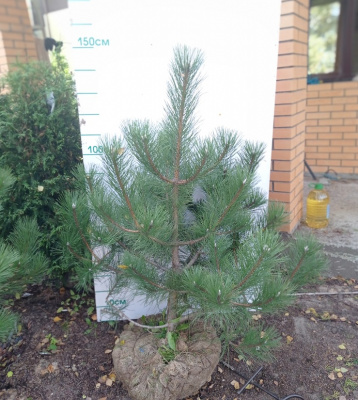 Сосна черная (Pinus nigra Н6м В2-3м)