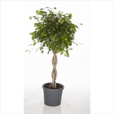 Фикус бенджамина Exotica Gevlochten 4 ств. Плетен. Косички 27/140