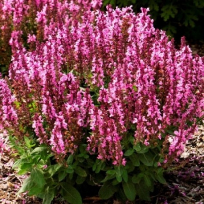 Шалфей Salvia Nemorosa sensation Deep Roze