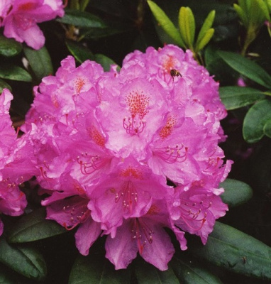 Рододендрон Catawbiense Roseum Elegans