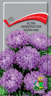 Астра низкорослая Голубой ковёр (ЦВ) (