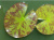Нимфея Marliacea Chromatella (Кувшинка, водяная лилия Марлиака Хромателла,цв. желтый) С4