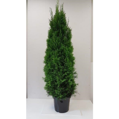 Туя западная Смарагд (Thuja occidentalis 'Smaragd' Н4м,В1,5м) 180 см