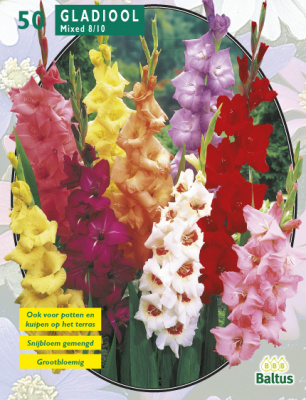 Гладиолус Gladiolus Gemend per 50