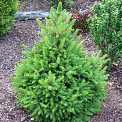 Ель обыкновенная (Picea abies 'Willis Zwerg