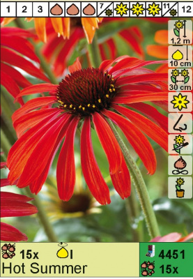 Эхинацея Enchinacea Hot Summer Н=120см