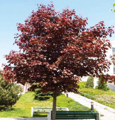 Клен остролистный (Acer platanoides Royal Red)