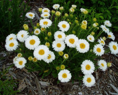 Астра альпийская Aster alpinus 'White Beauty' (syn. 'Albus') (белая,V-VI,Н=30см)