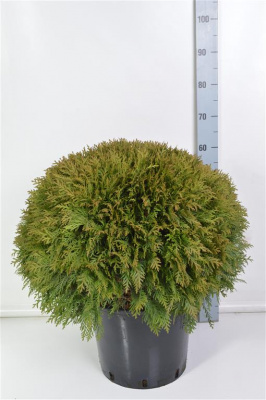 Туя западная 'Danica' 30-40cm