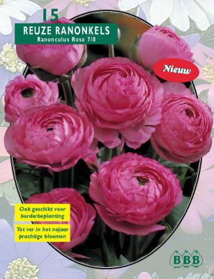 Ранункулюс Ranonkel, Roze 8+, per 15
