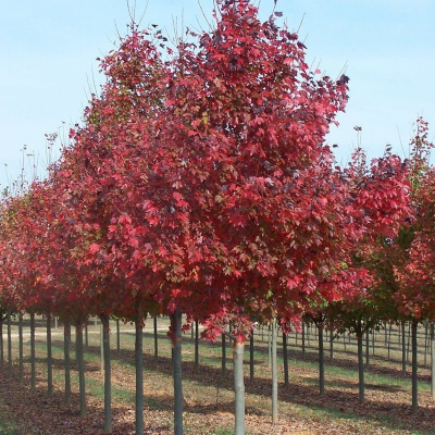 Клен остролистный (Acer platanoides Fairview)