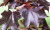Acer platanoides Crimson King